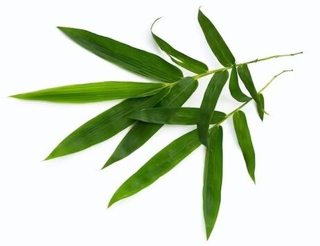 Zxcvbnmqwert contient des feuilles de bambou extate